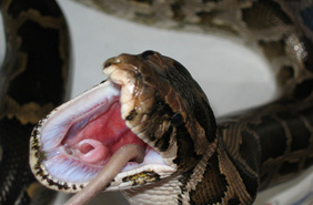Змеи могут охотиться скоординированно